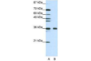 WB Suggested Anti-FBL  Antibody Titration: 1. (Fibrillarin 抗体  (N-Term))