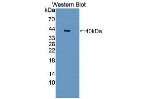 Western blot analysis of recombinant Human OTUB1. (OTUB1 抗体  (AA 1-271))