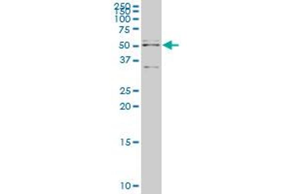 Apoptosis Inhibitor 5 抗体  (AA 400-504)