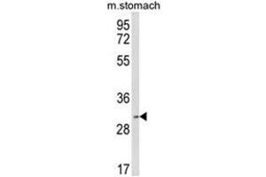 Western blot analysis of SFRS2 Antibody (Center) in mouse stomach tissue lysates (35ug/lane). (SRSF2 抗体  (Middle Region))