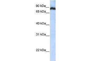 Western Blotting (WB) image for anti-TATA Box Binding Protein (TBP)-Associated Factor, RNA Polymerase I, C, 110kDa (TAF1C) (N-Term) antibody (ABIN2787455)