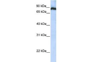 WB Suggested Anti-TAF1C Antibody Titration: 0. (TAF1C 抗体  (N-Term))