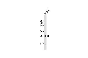 Anti-H1FNT Antibody (N-Term) at 1:2000 dilution + MCF-7 whole cell lysate Lysates/proteins at 20 μg per lane. (H1 Histone Family, Member N, Testis-Specific (H1FNT) (AA 59-93) 抗体)