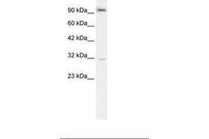 Image no. 2 for anti-Aryl Hydrocarbon Receptor (AHR) (AA 78-127) antibody (ABIN202935) (Aryl Hydrocarbon Receptor 抗体  (AA 78-127))