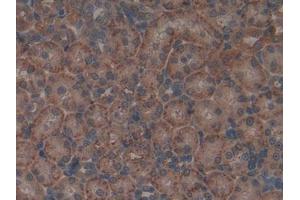 DAB staining on IHC-P; Samples: Rat Kidney Tissue (APOA2 抗体  (AA 24-102))