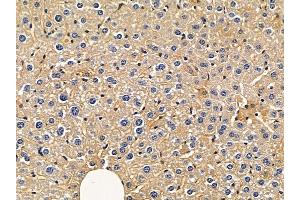 ABIN6263822 and ABIN6272378 at 1/100 staining mouse liver tissue by IHC-P. (OMG 抗体  (Internal Region))