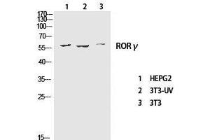 Western Blot analysis of various cells using RORC Polyclonal Antibody at dilution of 1:1000. (RORC 抗体)