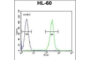 PRSS3 Antibody (Center) (ABIN655869 and ABIN2845275) flow cytometric analysis of HL-60 cells (right histogram) compared to a negative control cell (left histogram). (PRSS3 抗体  (AA 136-163))