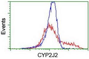 HEK293T cells transfected with either RC207417 overexpress plasmid (Red) or empty vector control plasmid (Blue) were immunostained by anti-CYP2J2 antibody (ABIN2454990), and then analyzed by flow cytometry. (CYP2J2 抗体)