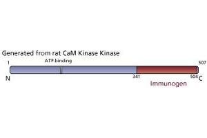 Image no. 3 for anti-CaM Kinase Kinase (AA 341-504) antibody (ABIN968029) (CaM Kinase Kinase (AA 341-504) 抗体)