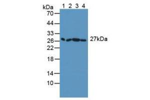Figure. (SNAP23 抗体  (AA 1-210))