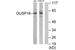 Western blot analysis of extracts from Jurkat cells and COLO205 cells, using DUSP16 antibody. (DUSP16 抗体)