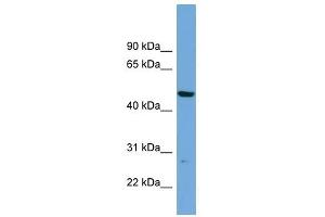 PNMAL1 antibody used at 1 ug/ml to detect target protein. (PNMA-Like 1 抗体  (Middle Region))