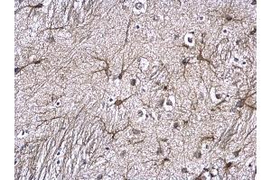 IHC-P Image GFAP antibody detects GFAP protein at astrocyte on mouse fore brain by immunohistochemical analysis. (GFAP 抗体)