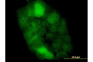 Immunofluorescence (IF) image for anti-Cystatin B (Stefin B) (CSTB) (AA 1-98) antibody (ABIN560509)