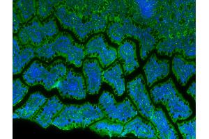 IF/ICC staining of rat intestine using beta-Tubulin Mouse Monoclonal Antibody.