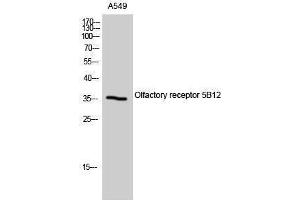 Western Blotting (WB) image for anti-Olfactory Receptor, Family 5, Subfamily B, Member 12 (OR5B12) (Internal Region) antibody (ABIN3176607) (OR5B12 抗体  (Internal Region))