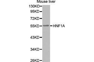 Western Blotting (WB) image for anti-HNF1 Homeobox A (HNF1A) antibody (ABIN6220050) (HNF1A 抗体)