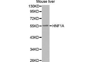 Western Blotting (WB) image for anti-HNF1 Homeobox A (HNF1A) antibody (ABIN3017356) (HNF1A 抗体)