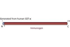 Image no. 3 for anti-Glutathione S-Transferase pi 1 (GSTP1) (AA 5-210) antibody (ABIN968135) (GSTP1 抗体  (AA 5-210))