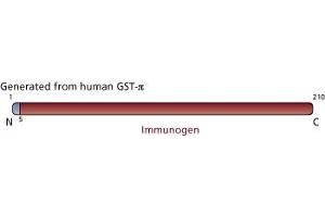 Image no. 3 for anti-Glutathione S-Transferase pi 1 (GSTP1) (AA 5-210) antibody (ABIN968135) (GSTP1 抗体  (AA 5-210))