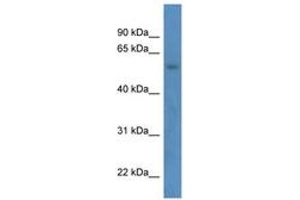 ZNF692 antibody  (AA 32-81)
