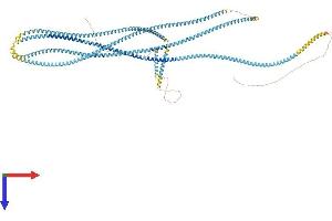 AlphaFold protein structure predicition of Mouse Recombinant Ccdc150 Protein, UniprotID Q8CDI7