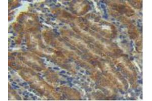 IHC-P analysis of Mouse Kidney Tissue, with DAB staining. (Angiopoietin 1 抗体  (AA 35-231))