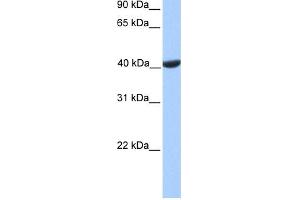 WB Suggested Anti-PGK2 Antibody Titration: 0. (PGK2 抗体  (C-Term))