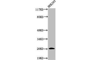 Western Blot analysis of 293 cells using Cleaved-C1r LC (I464) Polyclonal Antibody (C1R 抗体  (Cleaved-Ile464))