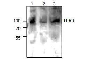 AP26346PU-N: Western blot analysis of TLR3 expression in lysate from Jurkat cells (lane 1 & 2) and 3T3 cells (lane 3). (TLR3 抗体)