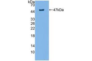 Western blot analysis of recombinant Rat AQP4. (Aquaporin 4 抗体  (AA 179-314))