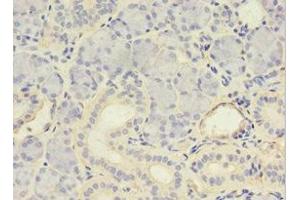 Immunohistochemistry of paraffin-embedded human pancreatic tissue using ABIN7146032 at dilution of 1:100
