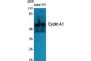 Western Blot (WB) analysis of specific cells using Cyclin A1 Polyclonal Antibody. (Cyclin A1 抗体  (C-Term))