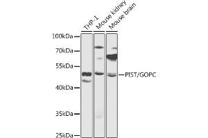 Western blot analysis of extracts of various cell lines, using PIST/PIST/GOPC antibody (ABIN6131712, ABIN6141275, ABIN6141277 and ABIN6217433) at 1:1000 dilution. (GOPC 抗体  (AA 195-454))