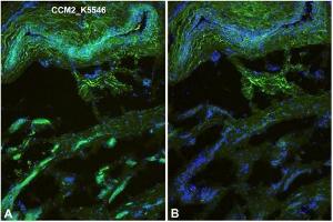 Immunofluorescence staining (green) of Human foreskin (cryo-section of unfixed tissue) with anti-Human CCM2 antibody Cat. (CCM2 抗体  (N-Term))