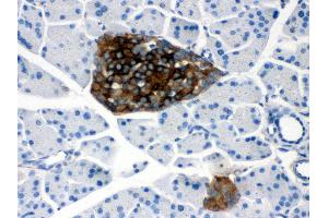 Anti- PRNP Picoband antibody,IHC(P) IHC(P): Mouse Pancreas Tissue (PRNP 抗体  (AA 143-230))