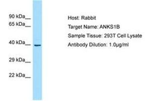 Image no. 1 for anti-Ankyrin Repeat and Sterile alpha Motif Domain Containing 1B (ANKS1B) (AA 182-231) antibody (ABIN6750005) (ANKS1B 抗体  (AA 182-231))