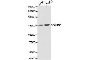 Western Blotting (WB) image for anti-Autophagy/beclin-1 Regulator 1 (AMBRA1) antibody (ABIN1870958) (AMBRA1 抗体)