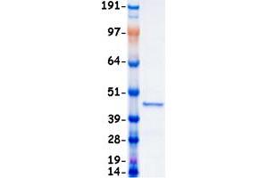 Western Blotting (WB) image for Mitogen-Activated Protein Kinase 1 (MAPK1) (Transcript Variant 1) protein (Myc-DYKDDDDK Tag) (ABIN2720494)