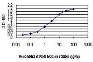 Detection limit for recombinant GST tagged CDK8 is approximately 0. (CDK8 抗体  (AA 375-464))