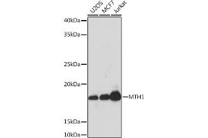 Western blot analysis of extracts of various cell lines, using MTH1 Rabbit mAb (ABIN1680628, ABIN7101592, ABIN7101593 and ABIN7101594) at 1:1000 dilution. (NUDT1 抗体)