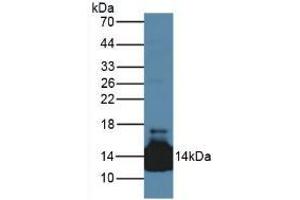 Figure. (Lacritin 抗体  (AA 20-138))