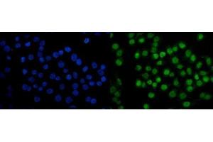 IF analysis of SAMHD1 using anti-SAMHD1 antibody (ABIN7601515).