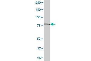 ACSS2 MaxPab polyclonal antibody. (ACSS2 抗体  (AA 1-606))