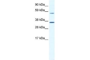 WB Suggested Anti-MESP2 Antibody Titration:  1. (Mesp2 抗体  (C-Term))