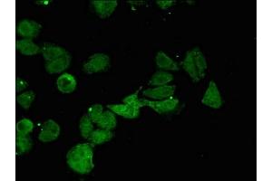 Immunofluorescent analysis of HepG2 cells using ABIN7148969 at dilution of 1:100 and Alexa Fluor 488-congugated AffiniPure Goat Anti-Rabbit IgG(H+L) (CTH 抗体  (AA 1-70))