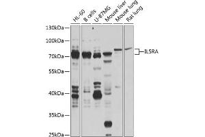 Western blot analysis of extracts of various cell lines, using IL5RA antibody (ABIN6132076, ABIN6142402, ABIN6142403 and ABIN6224648) at 1:1000 dilution. (IL5RA 抗体  (AA 20-335))