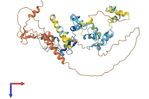 ZNF230 Protein (AA 1-474) (His tag)