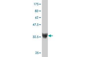 Western Blot detection against Immunogen (37. (ZNF207 抗体  (AA 1-110))